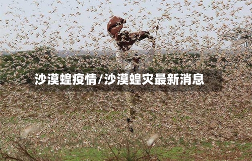 沙漠蝗疫情/沙漠蝗灾最新消息
